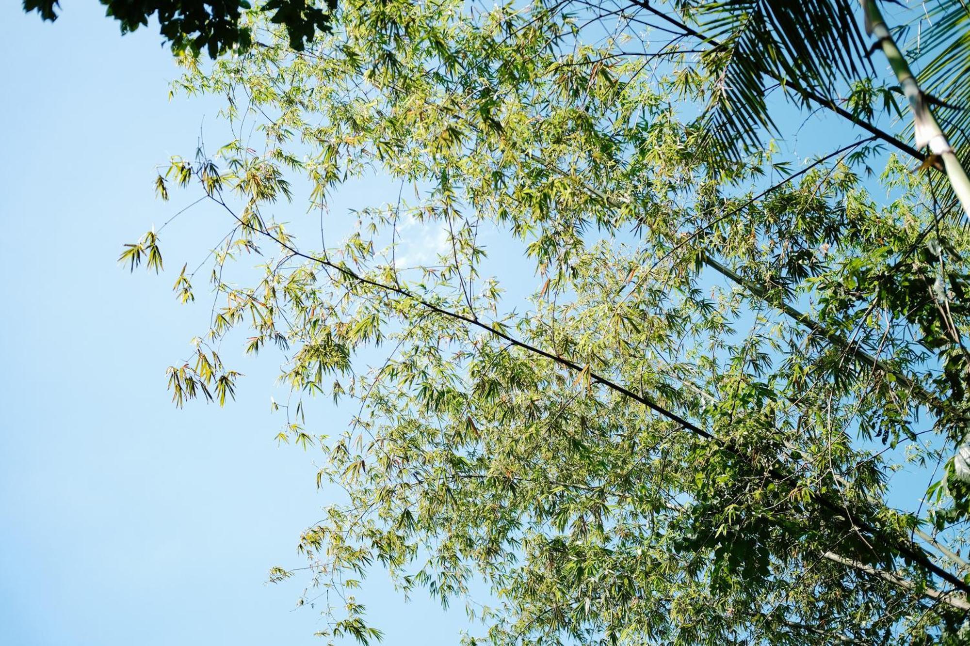 Treehouse De Valentine Balamban Exterior foto